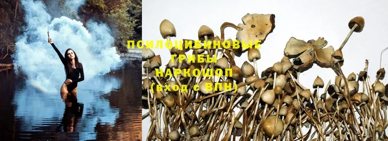 Галлюциногенные грибы MAGIC MUSHROOMS  где купить   Железногорск 